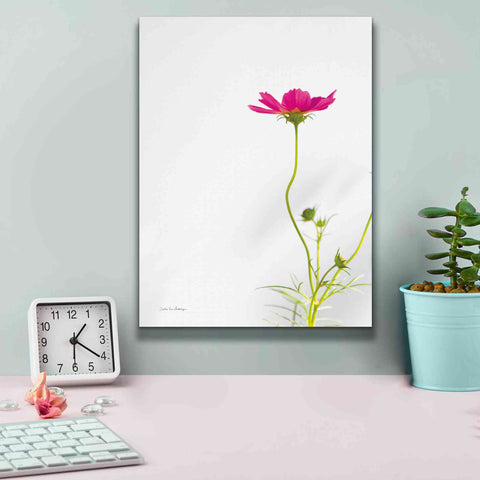 Image of 'Magenta Cosmos II' by Debra Van Swearingen, Canvas Wall Art,12 x 16