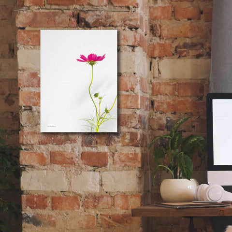 Image of 'Magenta Cosmos II' by Debra Van Swearingen, Canvas Wall Art,12 x 16