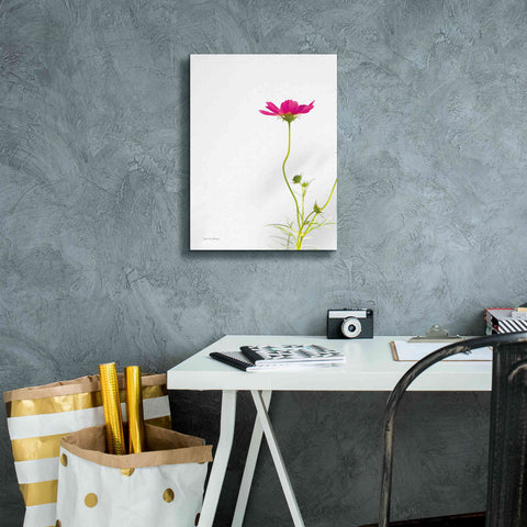 Image of 'Magenta Cosmos II' by Debra Van Swearingen, Canvas Wall Art,12 x 16