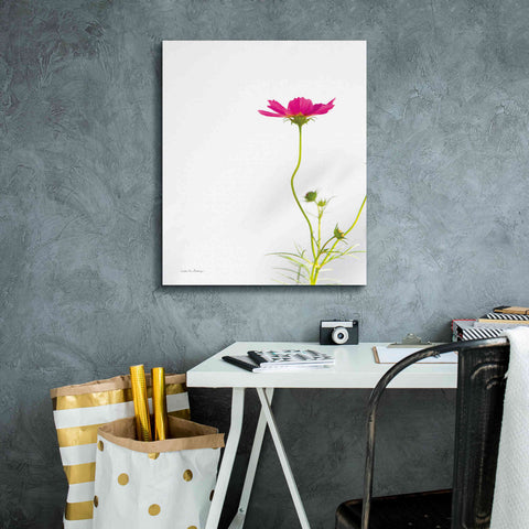 Image of 'Magenta Cosmos II' by Debra Van Swearingen, Canvas Wall Art,20 x 24