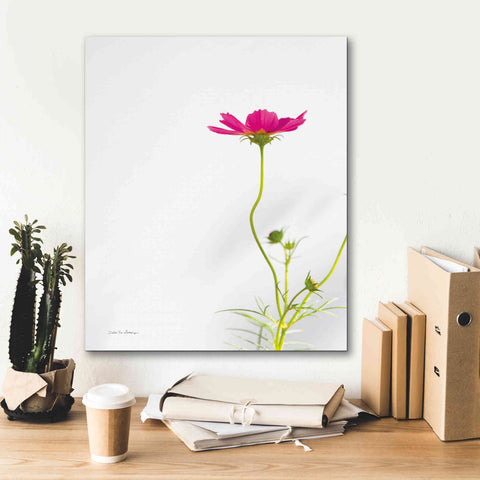 Image of 'Magenta Cosmos II' by Debra Van Swearingen, Canvas Wall Art,20 x 24