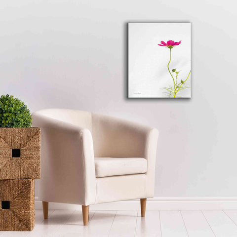 Image of 'Magenta Cosmos II' by Debra Van Swearingen, Canvas Wall Art,20 x 24