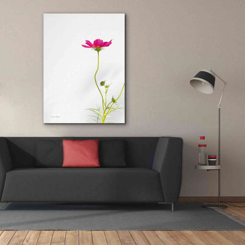 Image of 'Magenta Cosmos II' by Debra Van Swearingen, Canvas Wall Art,40 x 54