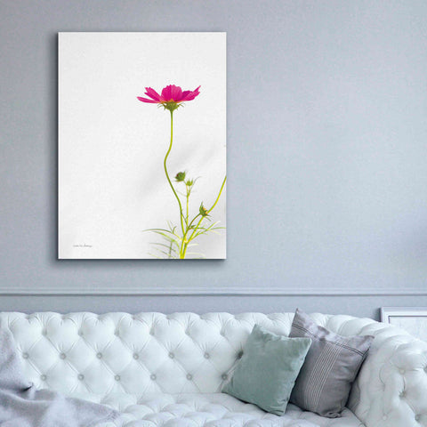 Image of 'Magenta Cosmos II' by Debra Van Swearingen, Canvas Wall Art,40 x 54