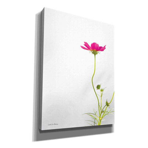 Image of 'Magenta Cosmos II' by Debra Van Swearingen, Canvas Wall Art,12x16x1.1x0,20x24x1.1x0,26x30x1.74x0,40x54x1.74x0