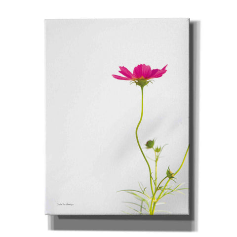 Image of 'Magenta Cosmos II' by Debra Van Swearingen, Canvas Wall Art,12x16x1.1x0,20x24x1.1x0,26x30x1.74x0,40x54x1.74x0