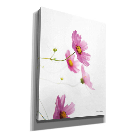 Image of 'Pale Cosmos I' by Debra Van Swearingen, Canvas Wall Art,12x16x1.1x0,20x24x1.1x0,26x30x1.74x0,40x54x1.74x0