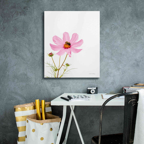 Image of 'Pale Cosmos II' by Debra Van Swearingen, Canvas Wall Art,20 x 24