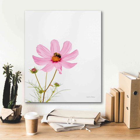 Image of 'Pale Cosmos II' by Debra Van Swearingen, Canvas Wall Art,20 x 24