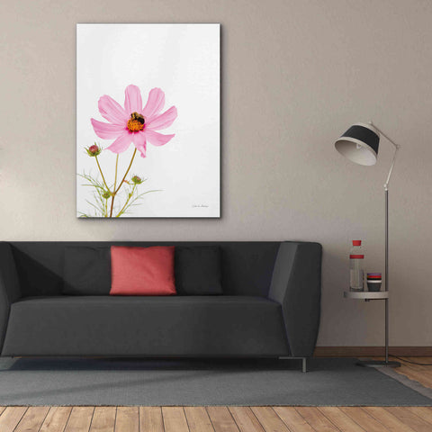 Image of 'Pale Cosmos II' by Debra Van Swearingen, Canvas Wall Art,40 x 54