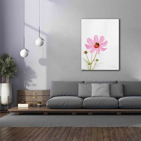 Image of 'Pale Cosmos II' by Debra Van Swearingen, Canvas Wall Art,40 x 54