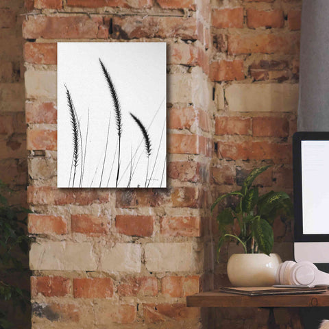 Image of 'Field Grasses IV White' by Debra Van Swearingen, Canvas Wall Art,12 x 16