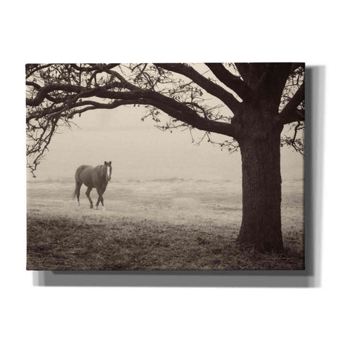 Image of 'Hazy Horse I' by Debra Van Swearingen, Canvas Wall Art,16x12x1.1x0,26x18x1.1x0,34x26x1.74x0,54x40x1.74x0