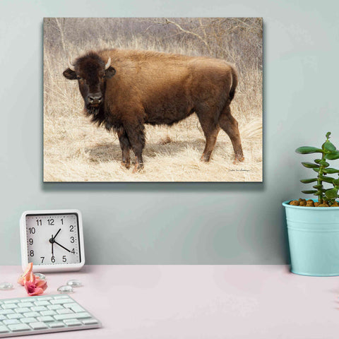 Image of 'American Bison I' by Debra Van Swearingen, Canvas Wall Art,16 x 12