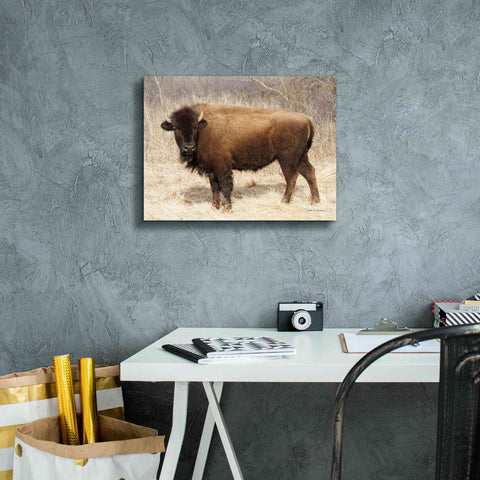 Image of 'American Bison I' by Debra Van Swearingen, Canvas Wall Art,16 x 12