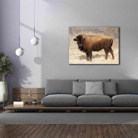 Image of 'American Bison I' by Debra Van Swearingen, Canvas Wall Art,54 x 40