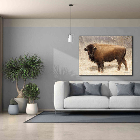 Image of 'American Bison I' by Debra Van Swearingen, Canvas Wall Art,54 x 40
