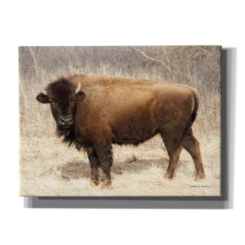 Image of 'American Bison I' by Debra Van Swearingen, Canvas Wall Art,16x12x1.1x0,26x18x1.1x0,34x26x1.74x0,54x40x1.74x0