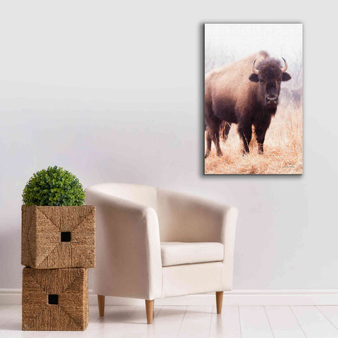 Image of 'American Bison V' by Debra Van Swearingen, Canvas Wall Art,26 x 40