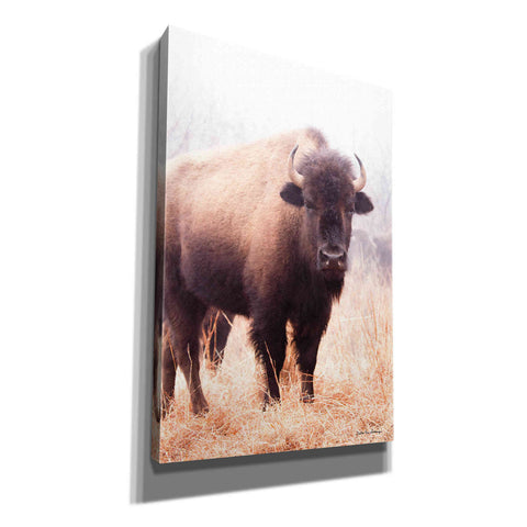 Image of 'American Bison V' by Debra Van Swearingen, Canvas Wall Art,12x18x1.1x0,18x26x1.1x0,26x40x1.74x0,40x60x1.74x0