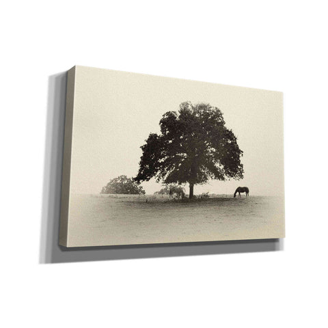 Image of 'Horses and Trees I' by Debra Van Swearingen, Canvas Wall Art,18x12x1.1x0,26x18x1.1x0,40x26x1.74x0,60x40x1.74x0