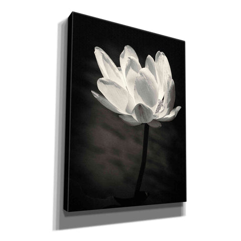 Image of 'Lotus Flower X' by Debra Van Swearingen, Canvas Wall Art,12x16x1.1x0,18x26x1.1x0,26x34x1.74x0,40x54x1.74x0