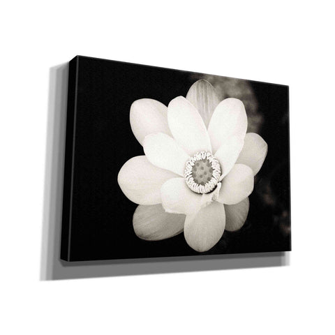 Image of 'Lotus Flower III' by Debra Van Swearingen, Canvas Wall Art,16x12x1.1x0,26x18x1.1x0,34x26x1.74x0,54x40x1.74x0