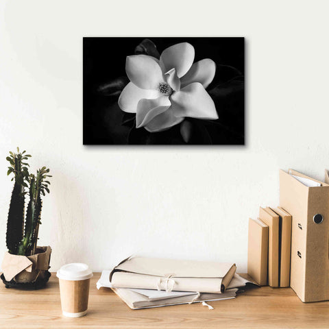 Image of 'SID14511_Magnolia' by Debra Van Swearingen, Canvas Wall Art,18 x 12