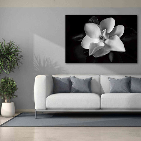 Image of 'SID14511_Magnolia' by Debra Van Swearingen, Canvas Wall Art,60 x 40
