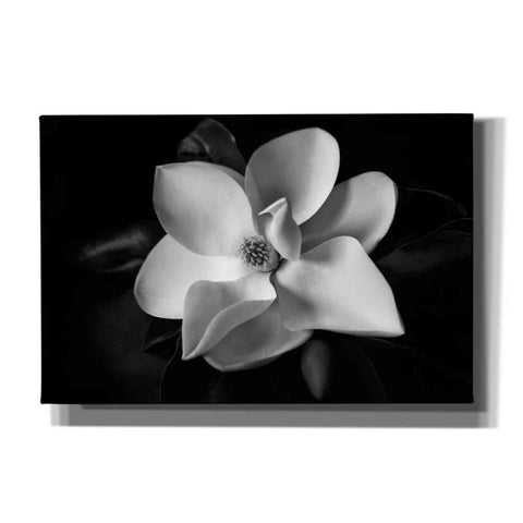 Image of 'SID14511_Magnolia' by Debra Van Swearingen, Canvas Wall Art,18x12x1.1x0,26x18x1.1x0,40x26x1.74x0,60x40x1.74x0