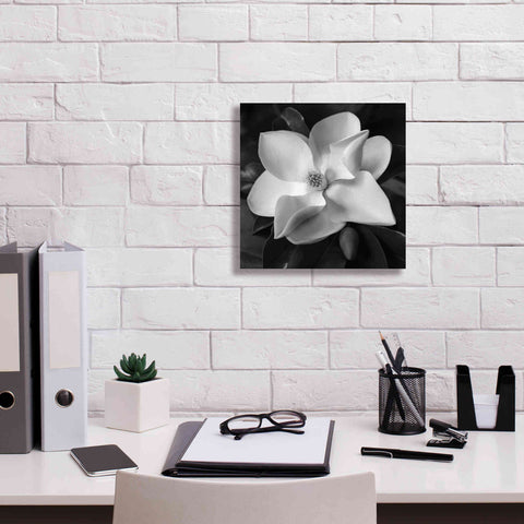 Image of 'Magnolia' by Debra Van Swearingen, Canvas Wall Art,12 x 12