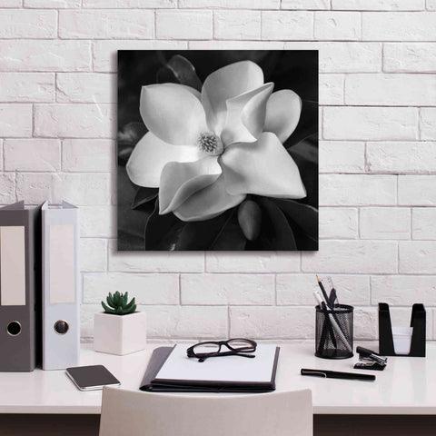 Image of 'Magnolia' by Debra Van Swearingen, Canvas Wall Art,18 x 18