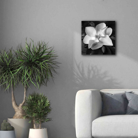 Image of 'Magnolia' by Debra Van Swearingen, Canvas Wall Art,18 x 18