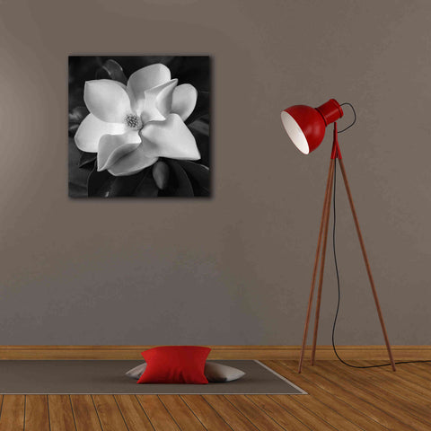 Image of 'Magnolia' by Debra Van Swearingen, Canvas Wall Art,26 x 26