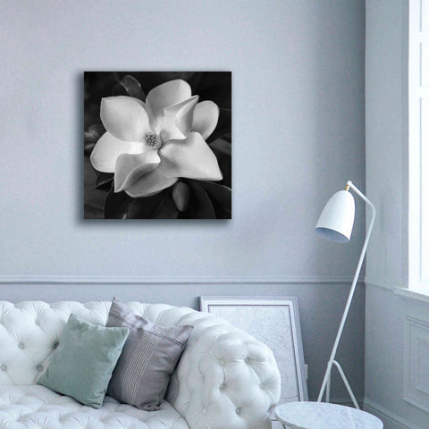 Image of 'Magnolia' by Debra Van Swearingen, Canvas Wall Art,37 x 37