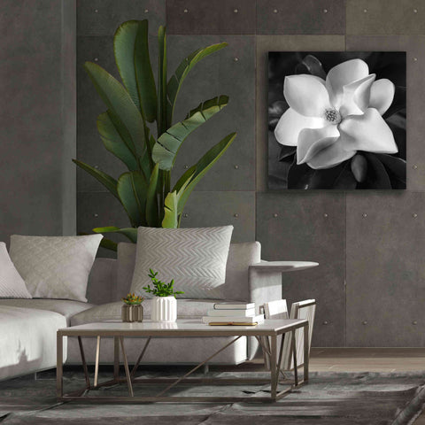 Image of 'Magnolia' by Debra Van Swearingen, Canvas Wall Art,37 x 37