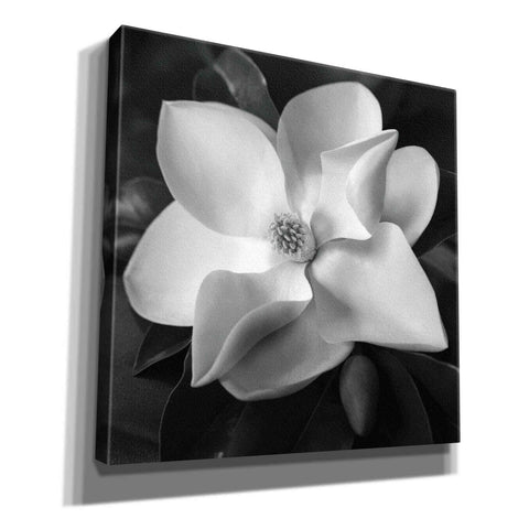 Image of 'Magnolia' by Debra Van Swearingen, Canvas Wall Art,12x12x1.1x0,18x18x1.1x0,26x26x1.74x0,37x37x1.74x0