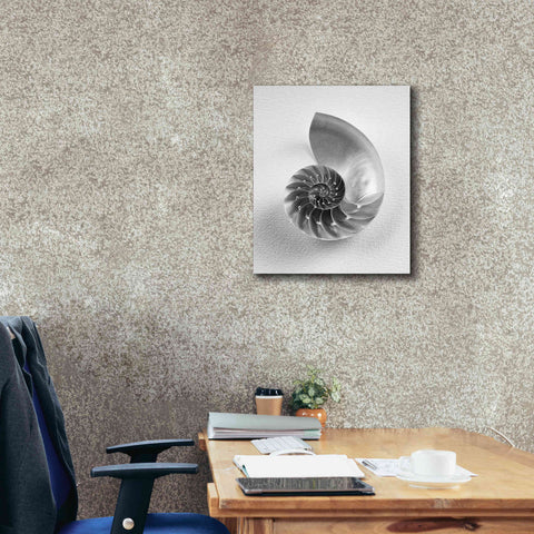 Image of 'Nautilus 4' by Debra Van Swearingen, Canvas Wall Art,20 x 24