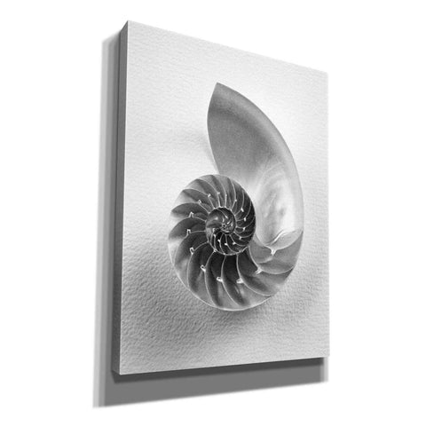 Image of 'Nautilus 4' by Debra Van Swearingen, Canvas Wall Art,12x16x1.1x0,20x24x1.1x0,26x30x1.74x0,40x54x1.74x0