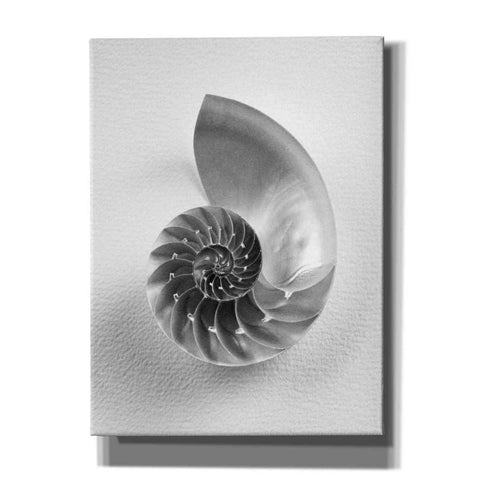 Image of 'Nautilus 4' by Debra Van Swearingen, Canvas Wall Art,12x16x1.1x0,20x24x1.1x0,26x30x1.74x0,40x54x1.74x0