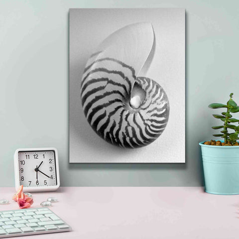 Image of 'Nautilus 2' by Debra Van Swearingen, Canvas Wall Art,12 x 16