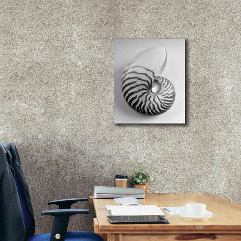Image of 'Nautilus 2' by Debra Van Swearingen, Canvas Wall Art,20 x 24