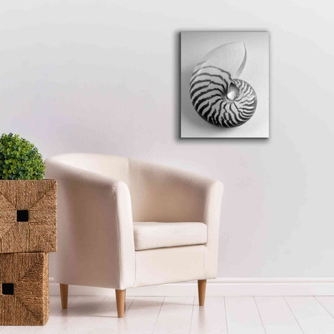 Image of 'Nautilus 2' by Debra Van Swearingen, Canvas Wall Art,20 x 24