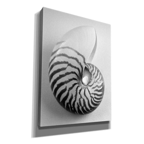 Image of 'Nautilus 2' by Debra Van Swearingen, Canvas Wall Art,12x16x1.1x0,20x24x1.1x0,26x30x1.74x0,40x54x1.74x0