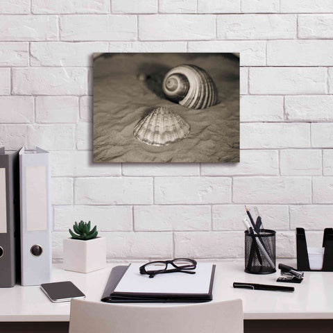 Image of 'Scallop Tonna' by Debra Van Swearingen, Canvas Wall Art,16 x 12