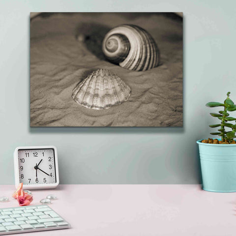 Image of 'Scallop Tonna' by Debra Van Swearingen, Canvas Wall Art,16 x 12