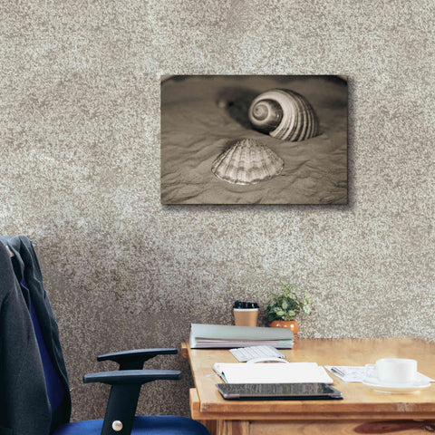 Image of 'Scallop Tonna' by Debra Van Swearingen, Canvas Wall Art,26 x 18