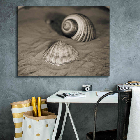 Image of 'Scallop Tonna' by Debra Van Swearingen, Canvas Wall Art,34 x 26