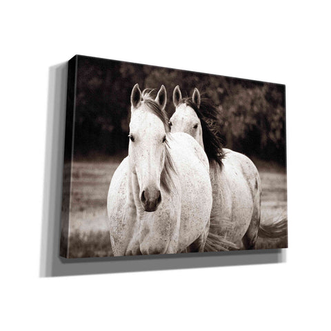 Image of 'Two Wild Horses Sepia' by Debra Van Swearingen, Canvas Wall Art,16x12x1.1x0,26x18x1.1x0,34x26x1.74x0,54x40x1.74x0
