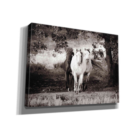 Image of 'Three Wild Horses Sepia' by Debra Van Swearingen, Canvas Wall Art,16x12x1.1x0,26x18x1.1x0,34x26x1.74x0,54x40x1.74x0